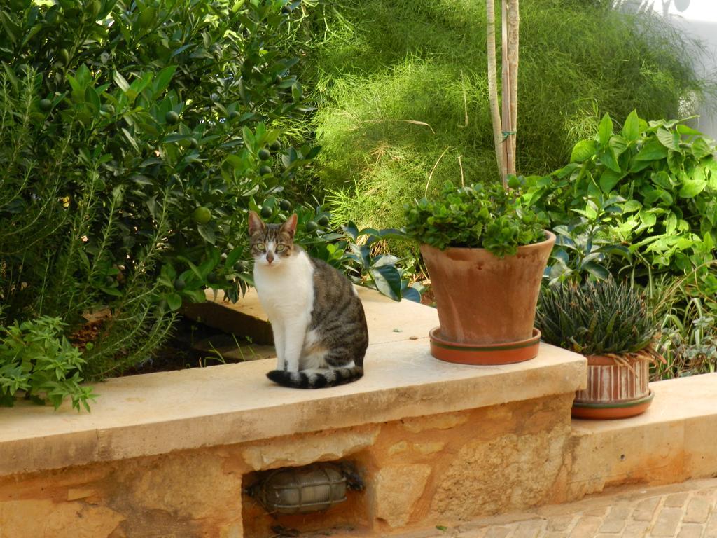 Pentari-bitsakis House Apartamento Chrissi Akti Chania